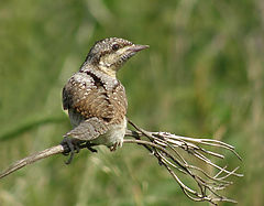 photo "Wryneck"