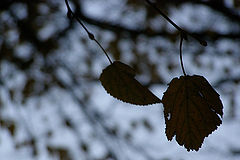 photo "***"
