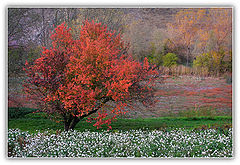 photo "Four seasons in a field"