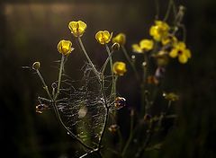 photo "Meadow flowers"