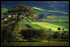 photo "My green Umbria"