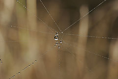 photo "Necklaces"