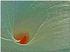 фото "Calla Lick"