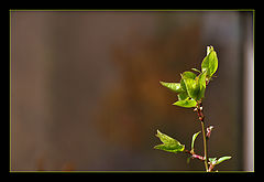 photo "Printemps"