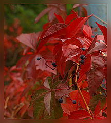 photo "***"