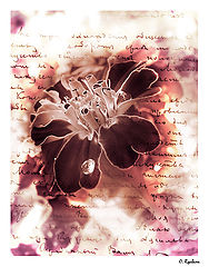 photo "***"