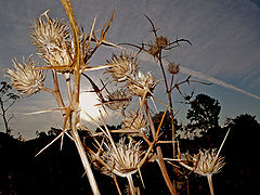 фото "In the heat of the sun"