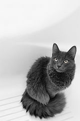 photo "***"