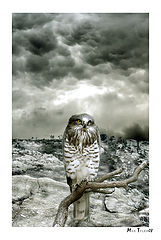 фото "Far awy"