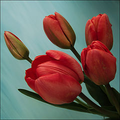 photo "***"