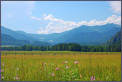 photo "Sunny field"