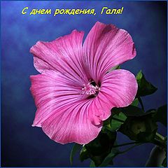 photo "Happy Birthday, Galina!"