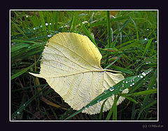 photo "***"