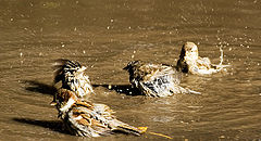 photo "wilde "animals""