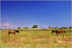 photo "Opposition"