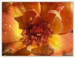 photo "***"