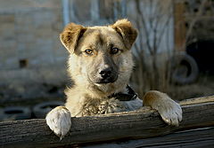 photo "зверьё моё"
