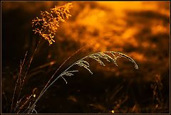 фото "*"