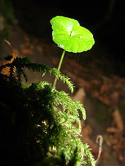 photo "***"