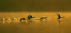 photo "***"