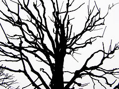 photo "***"