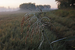 photo "***"