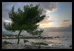 photo "Sea, Sun and Pine"
