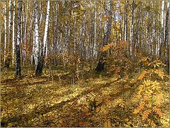 photo "Sunny october"