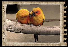 photo "***"