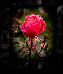 photo "autumn"