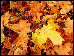 photo "Fall background"