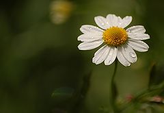 фото "Daisy"