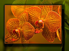 photo "g & G"