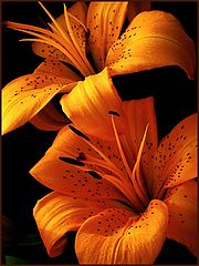 photo "***"