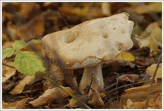 photo "autumn colors: "white" :)"