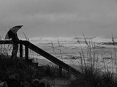 photo "In search of a Storm"