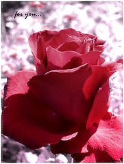 photo "***"