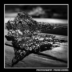фото "***"