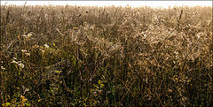 photo "***"