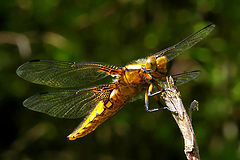 photo "On the stick"
