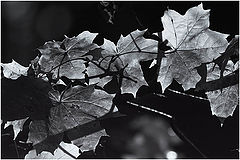 photo "autumn'08"
