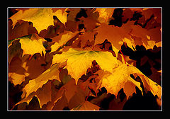 photo "Colors of Autumn"