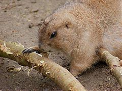 фото "Wildlife"