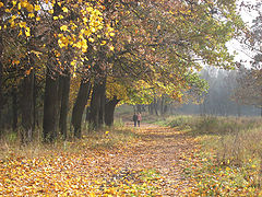 photo "They are leaving"