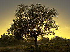 photo "***"