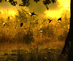photo "***"