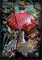 photo "fop"