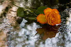 photo "***"