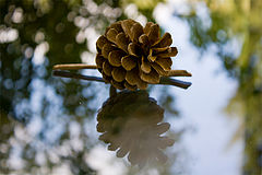 photo "***"