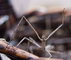 photo "Phasmoptera"